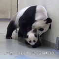 Cách Panda mẹ đưa Panda con về chuồng