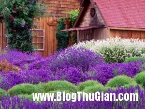 kgn1370364549 300x225 Các truyền thống thú vị ngày Lễ Tình yêu 