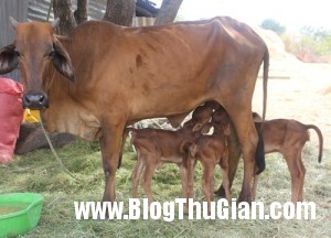 bo 300x216 Bò sinh 3 ở Việt Nam