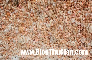 bupbe 300x196 Cơn sóng búp bê khổng lồ trên một bãi biển ở ÚC