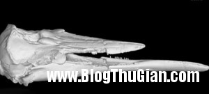 ca1 300x135 Cá heo có chiếc cằm dài chưa từng có