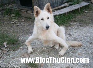 chu cho de thuong co doi chan vong kieng jpg0 300x222 Chú chó có đôi chân vòng kiềng