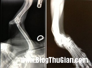 chu cho de thuong co doi chan vong kieng jpg1 300x223 Chú chó có đôi chân vòng kiềng