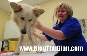 chu cho de thuong co doi chan vong kieng jpg2 300x193 Chú chó có đôi chân vòng kiềng