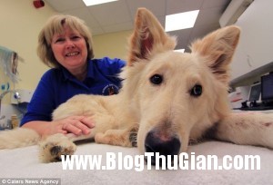 chu cho de thuong co doi chan vong kieng jpg3 300x204 Chú chó có đôi chân vòng kiềng