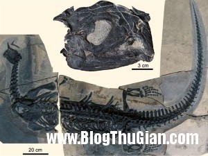 loai bo sat ky la co hang tram chiec rang nhon nhu kim1 300x225 Sinh vật có hàm răng nhọn như kim
