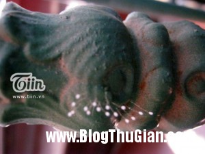 ngam hoa uu dam nghin nam moi no tai tpho chi minh2 300x225 Ngắm loài hoa 3.000 mới nở 1 lần ở TPHCM