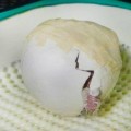 Pic shows.. An eggs-tremely rare parrot has defied the odds after hatching from a crushed egg that was stuck back together using sticky tape and glue. Lisa One stunned workers at the Kakapo Recovery Centre in New Zealand after hatching from the egg which had been squashed in the nest and was painstakingly repaired by staff at the conservation project. The chick is the first of the threatened kakapo to be born in its native New Zealand since 2011 and brings the total population to 125. Pictured is the parrot hatching. SEE COPY.