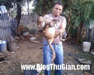 140401 1coc ae892 300x240 Xuất hiện con ếch khổng lồ như em bé.