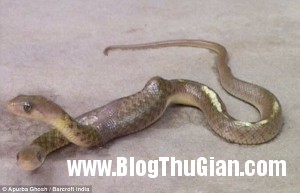 140405 1ran f70ac 300x193 Rắn 2 đầu xuất hiện chớp nhoáng rồi biến mất