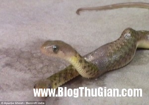 140405 2ran f70ac 300x211 Rắn 2 đầu xuất hiện chớp nhoáng rồi biến mất