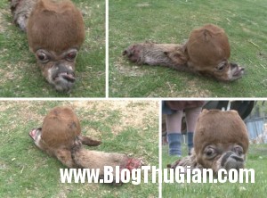 Chú ngựa con sinh ra với hình dang quái thai 140408 1ngua 9450b 300x222 Chú ngựa con sinh ra với hình dang quái thai