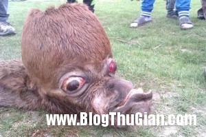 Chú ngựa con sinh ra với hình dang quái thai 140408 2ngua 9450b 300x199 Chú ngựa con sinh ra với hình dang quái thai