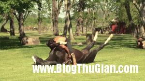 140410 1ngua 63833 300x168 Yoga Ngựa   Môn nghệ thuật kỳ lạ nhất