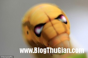 140413 1sau 6b949 300x198 Phát hiện phiên bản người nhện trên sâu bướm