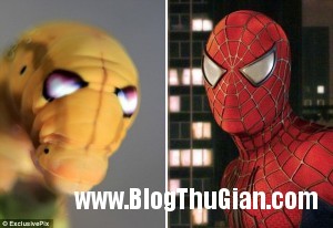 140413 2sau 6b949 300x206 Phát hiện phiên bản người nhện trên sâu bướm