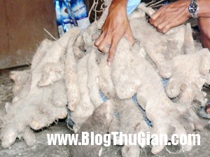 khoai 9565 1396191560 300x224 Cũ khoai nặng 64kg