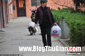 l1 3d6b8 300x199 Chú lợn biết nghe lời chủ