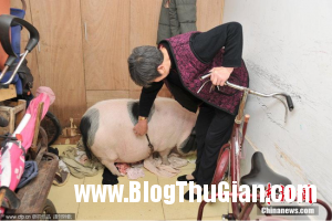 l2 3d6b8 300x200 Chú lợn biết nghe lời chủ