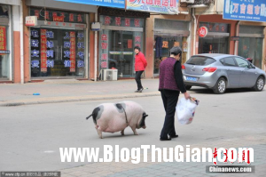 l3 3d6b8 300x199 Chú lợn biết nghe lời chủ