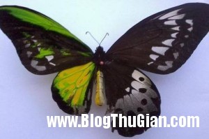 Choáng với con bướm mang hai giới tính khác nhau trên cơ thể 140429 1buom a8753 300x199 Choáng với con bướm mang hai giới tính khác nhau trên cơ thể