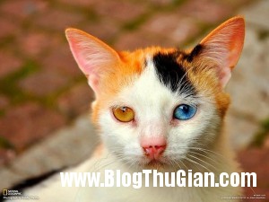 140430 1meo ca8cf 300x225 Chú mào đáng iu với hai màu mắt khác nhau