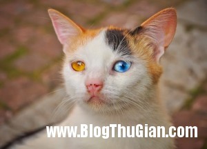 140430 2meo ca8cf 300x216 Chú mào đáng iu với hai màu mắt khác nhau