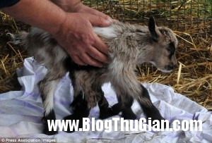 140507 2de b9560 300x203 Chú dê dị dạng với 8 chân và có 2 cơ quan sinh sản