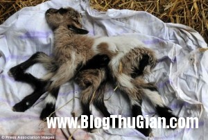 140507 4de b9560 300x202 Chú dê dị dạng với 8 chân và có 2 cơ quan sinh sản