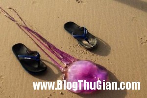 Phát hiện con sư có màu tím độc nhất thế giới 140521 1sua 57a5d 300x199 Phát hiện con sư có màu tím độc nhất thế giới