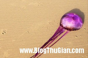 Phát hiện con sư có màu tím độc nhất thế giới 140521 2sua 57a5d 300x200 Phát hiện con sư có màu tím độc nhất thế giới