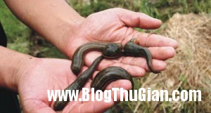 dia3 300x161 Phát hiện con đĩa gần 20cm trong mũi bệnh nhân