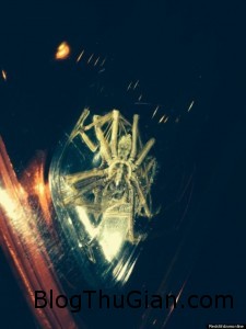 140605 1nhen 9b30a 225x300 Con nhện to bằng đầu người được tìm thấy trong đèn pha ô tô