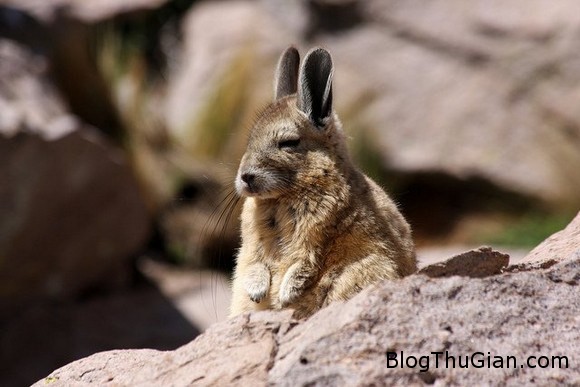 Chú chuột có thân hình thỏ con đáng yêu 140610 2chuot f9dac Chú chuột có thân hình thỏ con đáng yêu