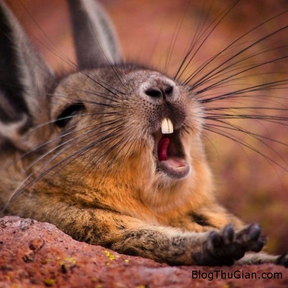 Chú chuột có thân hình thỏ con đáng yêu 140610 8chuot f9dac Chú chuột có thân hình thỏ con đáng yêu