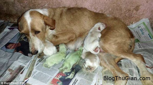 Hai chú chó chào đời với bộ lông màu xanh green puppies in Spain June 2014 9578b Hai chú chó chào đời với bộ lông màu xanh