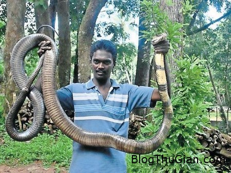 Snake man 2 30e92 Gặp gỡ người đàn ông có tình yêu đặc biệt với loài rắn