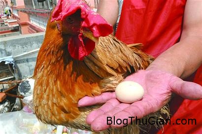 1411528833 1411524392 chuyen la 2  chú gà trống để 2 quả trứng mỗi ngày 
