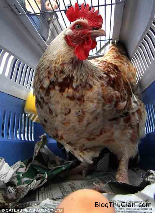 1411528833 1411524672 chuyen la 5  chú gà trống để 2 quả trứng mỗi ngày 