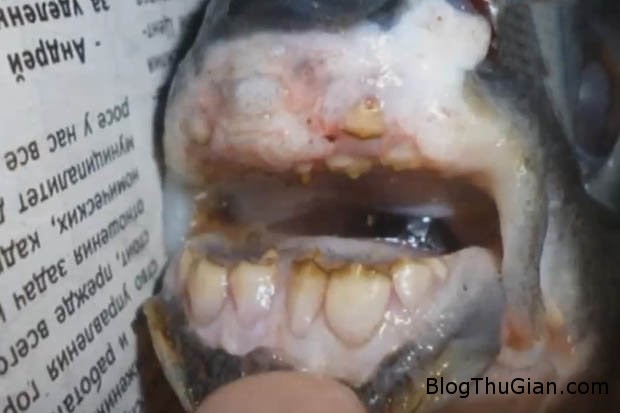 1 56691 Bắt được con cá có hàm răng giống người
