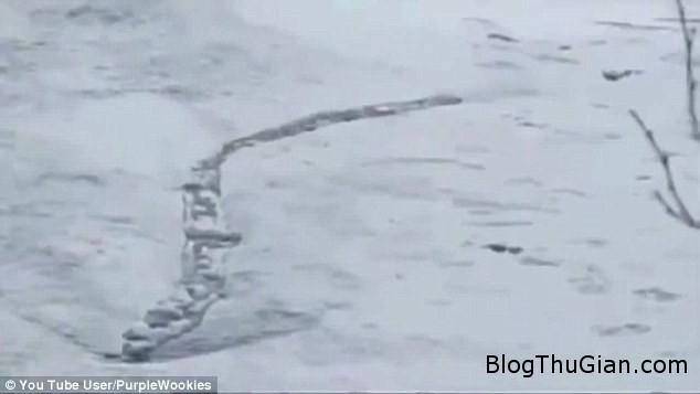 Sâu quái vật bất ngờ xuất hiện trên sông băng 3 94b09 Sâu quái vật bất ngờ xuất hiện trên sông băng