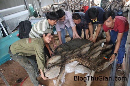 nh than nam2 196ce Nấm linh chi khổng lồ nặng 2 tạ có giá gần 1 tỷ đồng ở Việt Nam