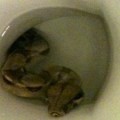 Python-in-toilet-1-3279e
