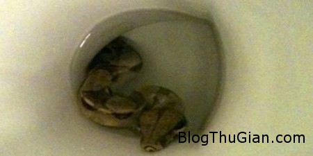 Python in toilet 1 3279e Trăn chui từ bồn cầu lên và cắn người