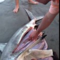Cảm động cá mập mẹ hy sinh để cứu con