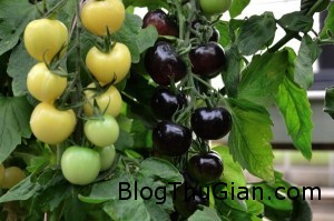 cay ca chua cung luc cho hai loai qua den va trang1 300x199 Cà chua lai cherry