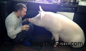 Chi hơn 10 tỷ để xây dựng nơi trú ẩn cho heo , chó.... hai chang trai yeu dien cuong mot chu heo xinh xan1 300x180 Chi hơn 10 tỷ để xây dựng nơi trú ẩn cho heo , chó....