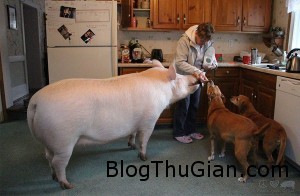 Chi hơn 10 tỷ để xây dựng nơi trú ẩn cho heo , chó.... hai chang trai yeu dien cuong mot chu heo xinh xan2 300x196 Chi hơn 10 tỷ để xây dựng nơi trú ẩn cho heo , chó....