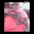 Con khỉ khốn nạn nhất năm