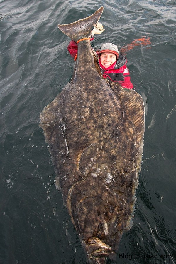 1f5b4abd c937 42c6 bbb0 4ff0634b67bb Thụy Điển : Bắt được cá khổng lồ dài 2m, nặng hơn 1 tấn